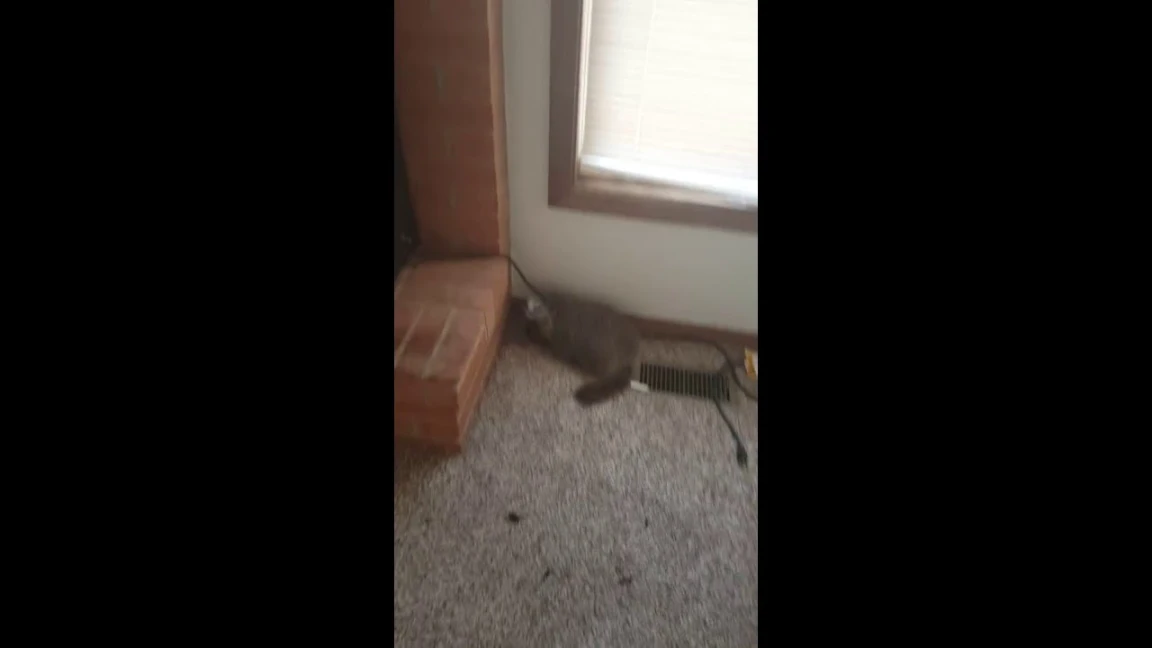 Yellow Bellied Marmot vs Me | 87432