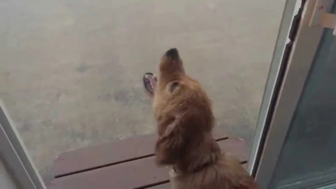 Golden Retriever Puppy (Jack) Playing in the Rain for the First Time | 87433