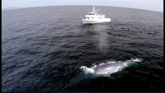 Blue Whales Perfect Comic Timing! | Big Blue Live | #EarthOnLocation | The Travel Edit | 88921