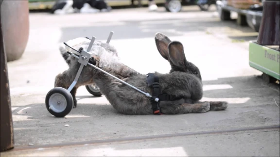 Paralysed rabbit is given the chance to walk again with a bunny WHEELCHAIR | youtube.com | 88927