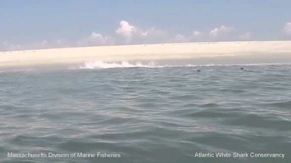White Shark 0: Seal 1 - Cape Cod | youtube.com | 88928