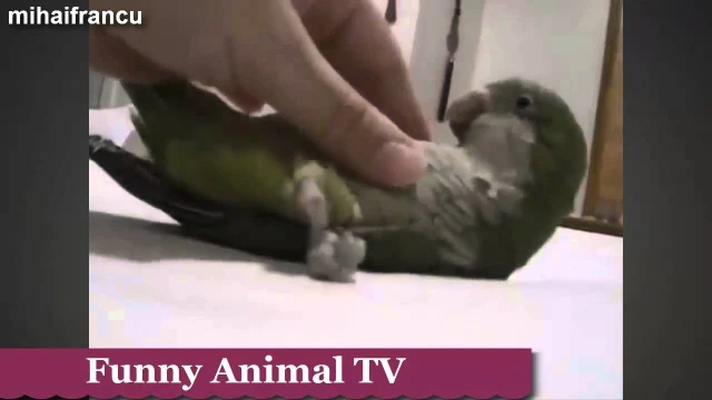 Cute Animals Enjoying A Belly Rub Funny video Compilati 0