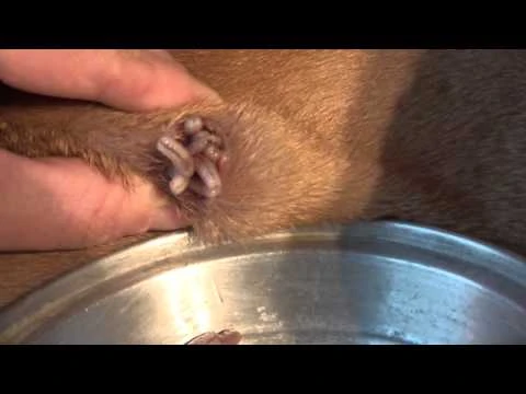 Butch - Twenty Mangoworms in one hole! | 91229