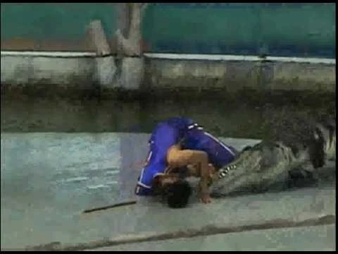 INCROYABLE : un croco qui arrache un bras ! | 91772