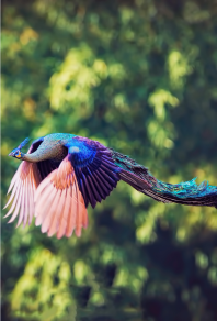 Peacock in Flight | 96110