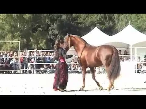 قمه الجمال والروعه لا يصدق خيل عربي اصيل | youtube.com | 97170