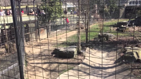 Person jumping tiger fence at Toronto Zoo for a hat