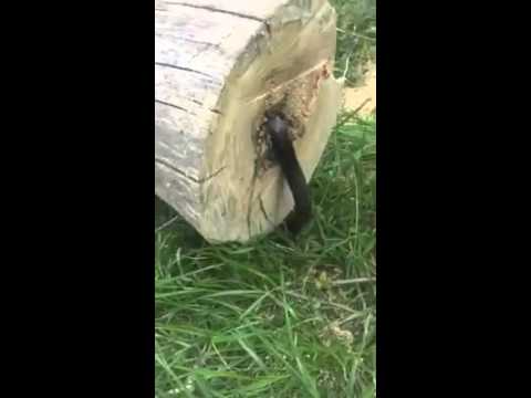 Guy cuts down tree, but there s a surprise inside