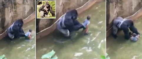 4 year #child badly #grabbed by #gorilla in #american zoo. | 98007