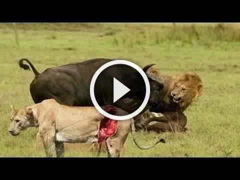 Animal World - Terror attack Lion Forest Buffalo | 98663