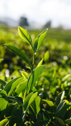 Page not found | Ceylon Tea #1 Choice Wholesale Ceylon Tea Suppliers | Hellens Tea | 9913
